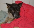 Ο σκύλος βρέθηκε σοβαρά τραυματισμένος στα Καλύβια Αττικής